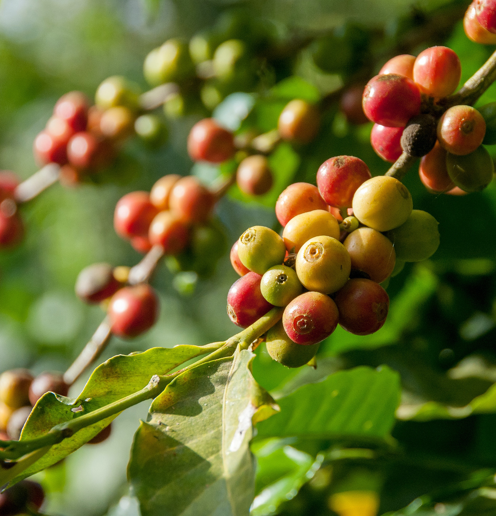 Kaffe_Certificerede-bønner_Røde-kaffefrugter_2 Ansvarlig virksomhedsadfærd og bæredygtighed