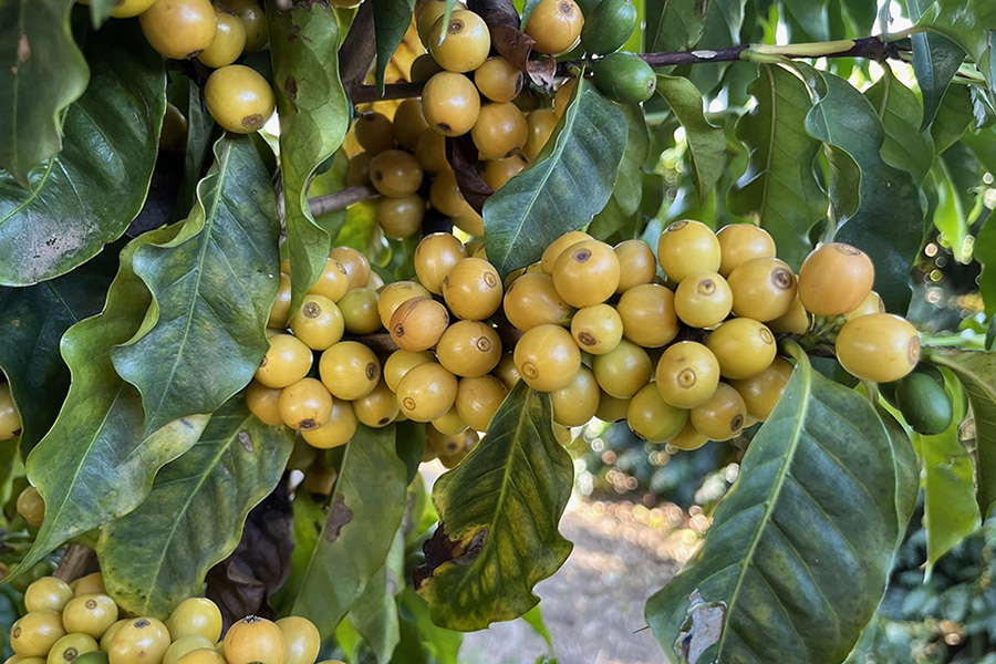 Kaffefarmen Santa Rosa strækker sig over 636 hektar, og består bla. af appelsin-plantage og oprindelig skov; ”Atlantic Forest”.