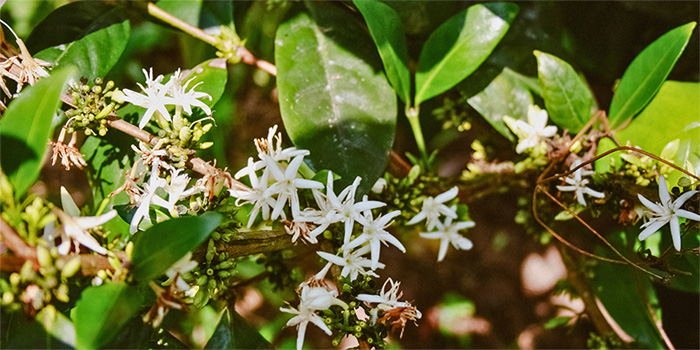Galleri Web - 17 Coffee flower