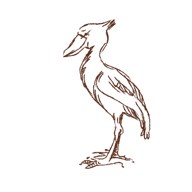 Shoebill_illustration Shoebill_illustration